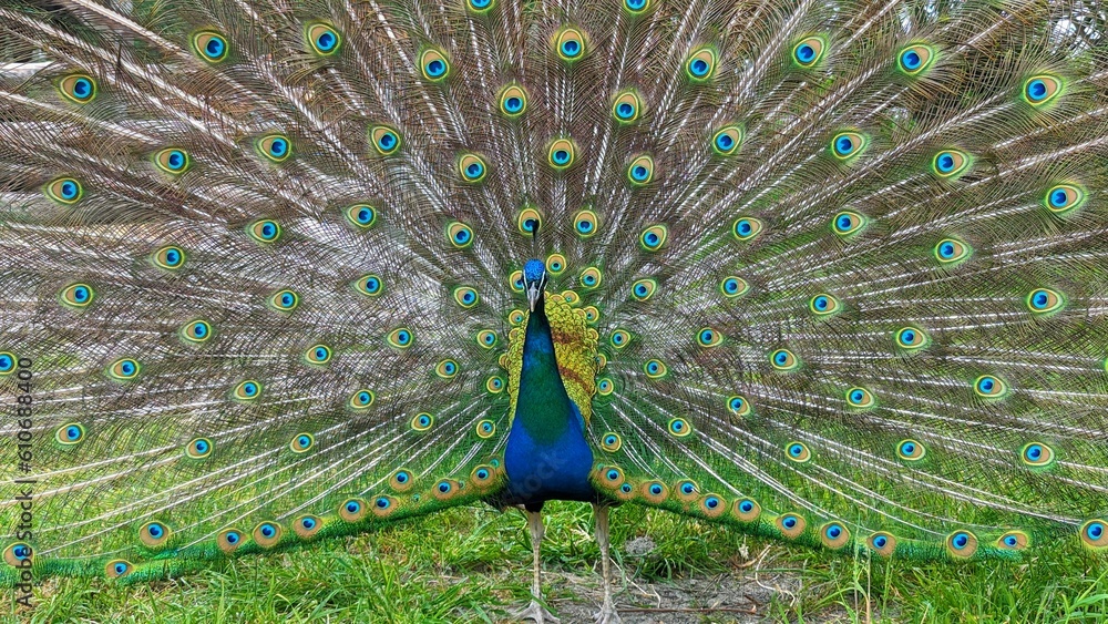 Obraz premium Peacock with feathers out