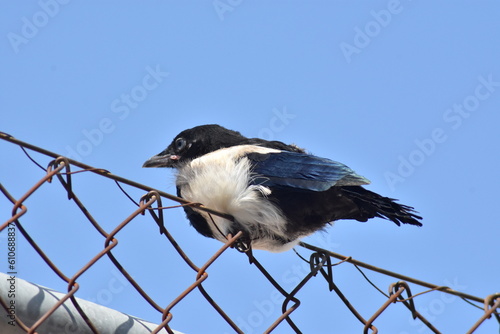 Baby magpie on a wire fence. It´s time to learn to fly