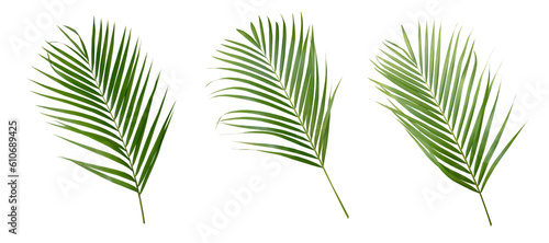 Photography Palm leaves Green nature Tropical forest isolated on transparent background - pn