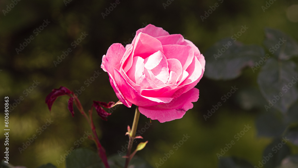 Obraz premium Nature's Palette: The Vibrant Colors of Flowers in the Park