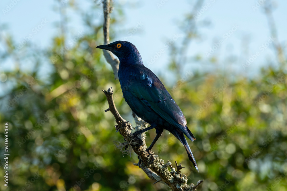 South African Safari Hluhluwe Zulu Wild Lion Glossy Ruppels Starling South African Safari Hluhluwe Zulu Wild Lion Glossy Ruppels Starling