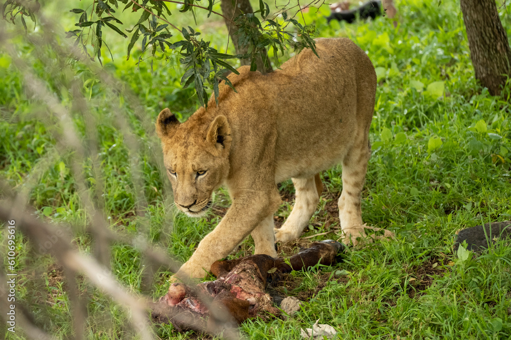 Fototapeta premium South African Safari Hluhluwe Wild Lioness with recent kill