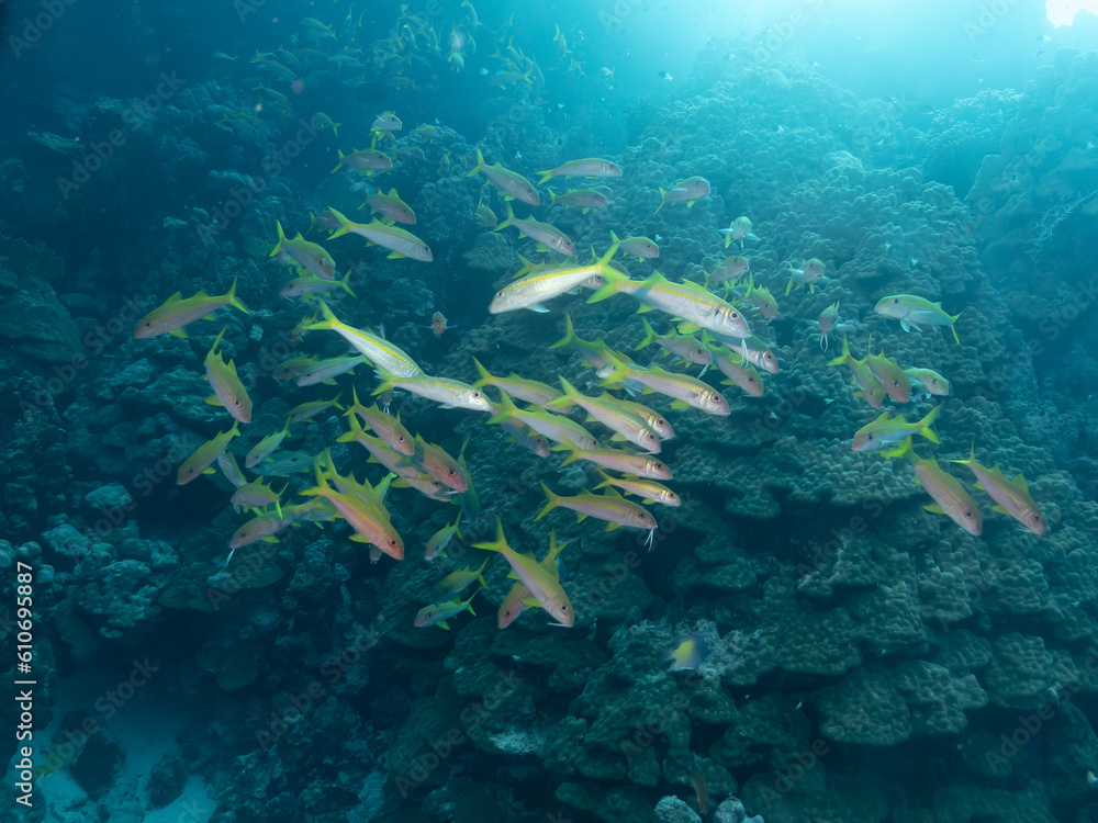 Naklejka premium Humpnose big-eye bream in the depths of the Red sea, travel concept