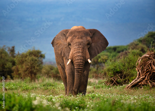 African Elephants in Amboseli