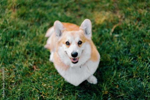 portrait of a small red-haired cute fluffy corgi dog walking in the park animals in nature close-up