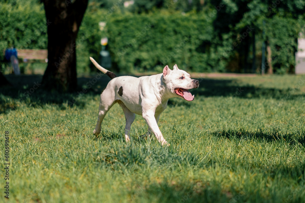 beautiful white dog with tongue sticking out pitbull staffordshire terrier on a walk in the park playing on the grass summer animals