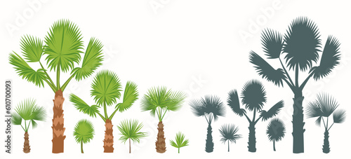 Set Fan palm trees  leaves and their silhouettes isolated on white background.