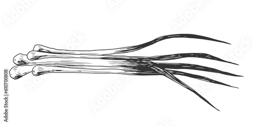 Bunch of scallion isolated on white background. Hand drawn green onion. Black and white vegetable. Food drawn with hatching. Sketch of spring onions