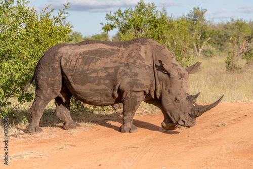 female Rhino in shrubland at Kruger park  South Africa