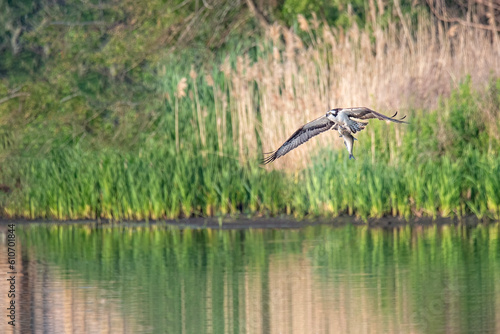 Osprey grabs a fish from a lake in early morning