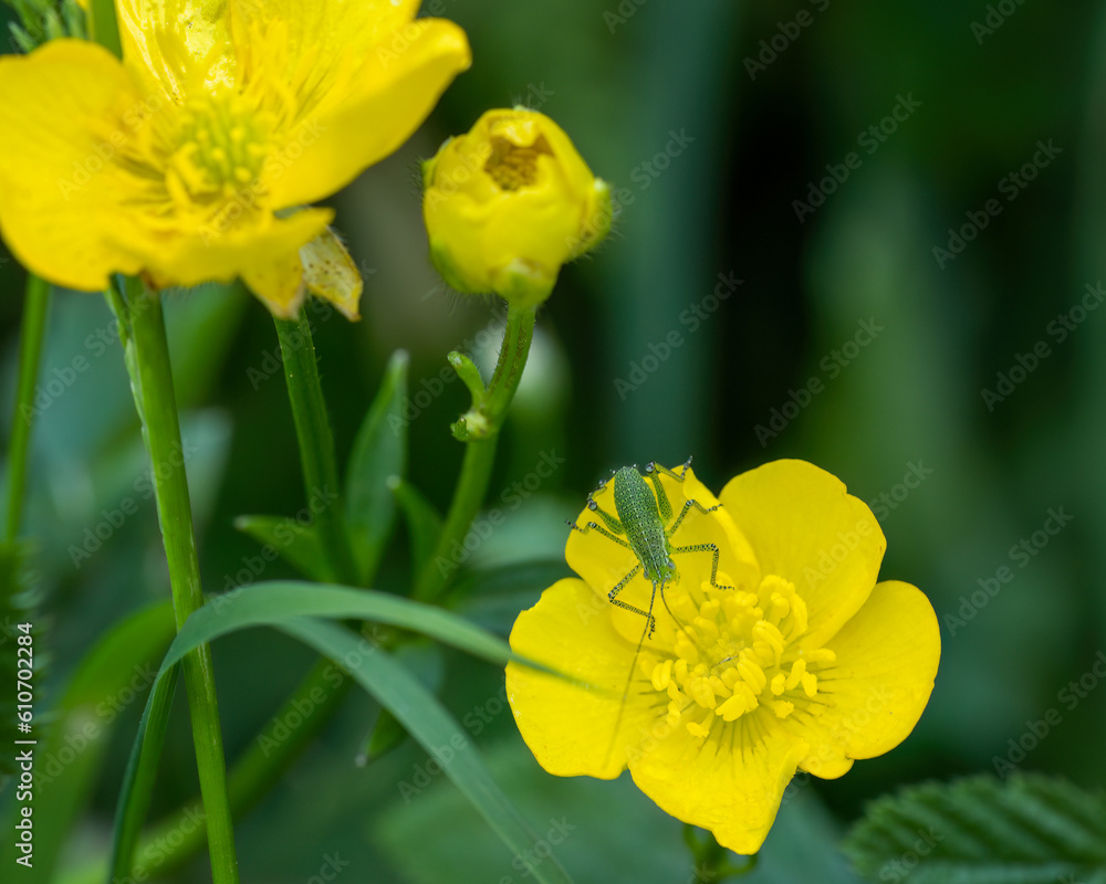 A beautiful Speckled Bush Cricket aka Leptophyes punctatissima in buttercup flowers. A beautiful Speckled Bush Cricket aka Leptophyes punctatissima in buttercup flowers.