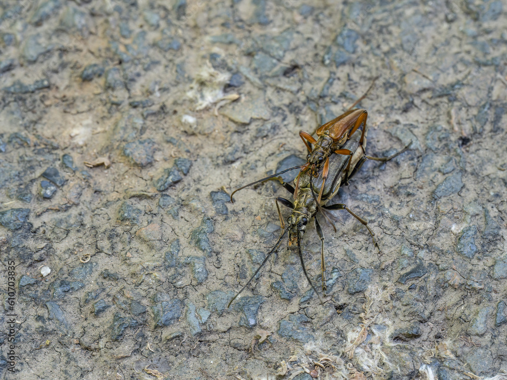 Variable longhorn beetle, stenocorus meridianus. Mating pair.