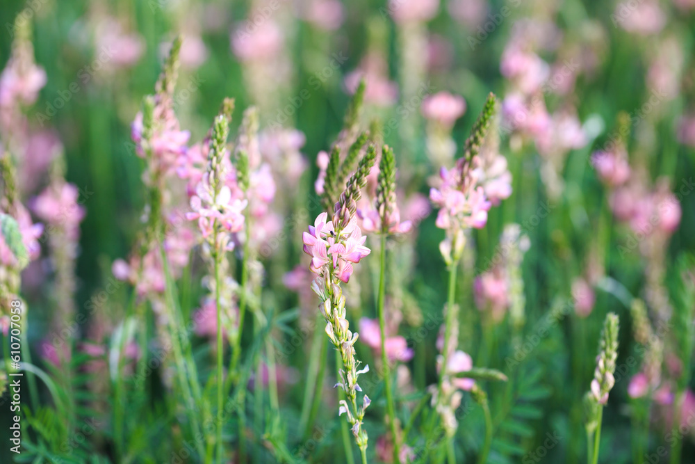 Field of pink flowers Sainfoin, Onobrychis viciifolia. Background of wildflowers. Agriculture. Blooming wild flowers of sainfoin or holy clover Field of pink flowers Sainfoin, Onobrychis viciifolia. Background of wildflowers. Agriculture. Blooming wild flowers of sainfoin or holy clover