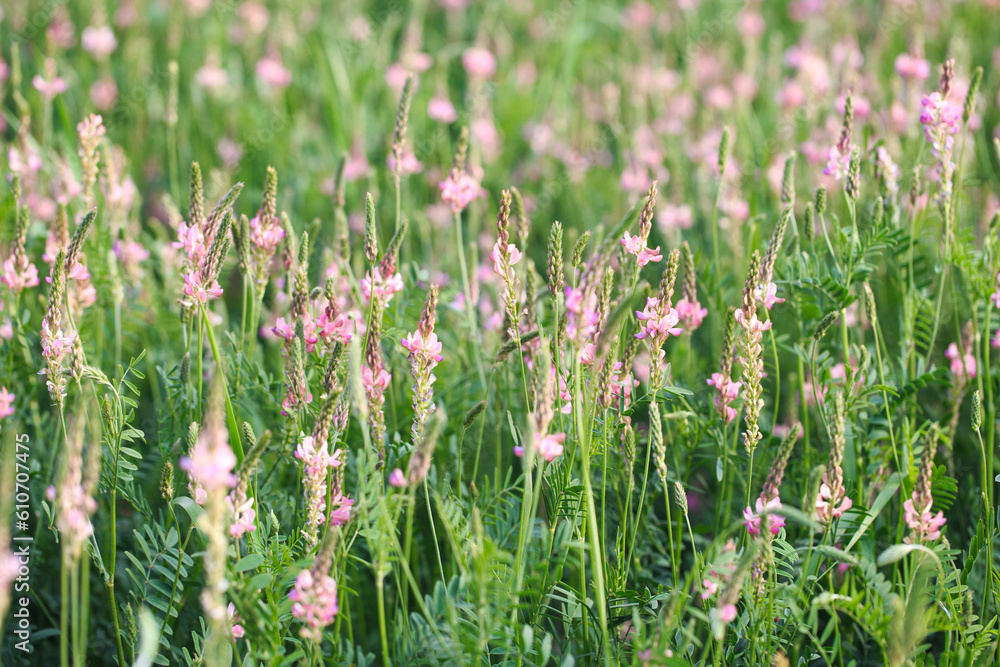 Field of pink flowers Sainfoin, Onobrychis viciifolia. Background of wildflowers. Agriculture. Blooming wild flowers of sainfoin or holy clover