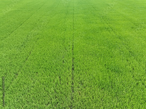 flying above green fresh rice field and other some mixed farm in day time