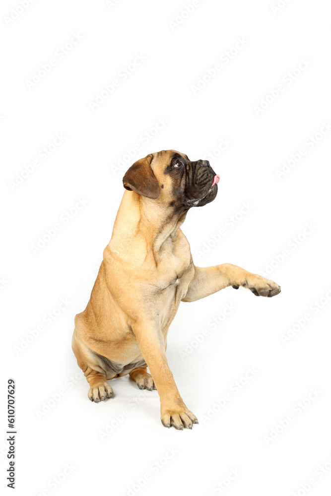 sitting dog who give paw with tongue out on studio sitting dog who give paw with tongue out on studio