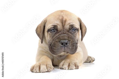 puppy bulmastiff isolated on white 