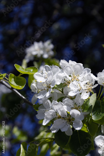 blossom in spring