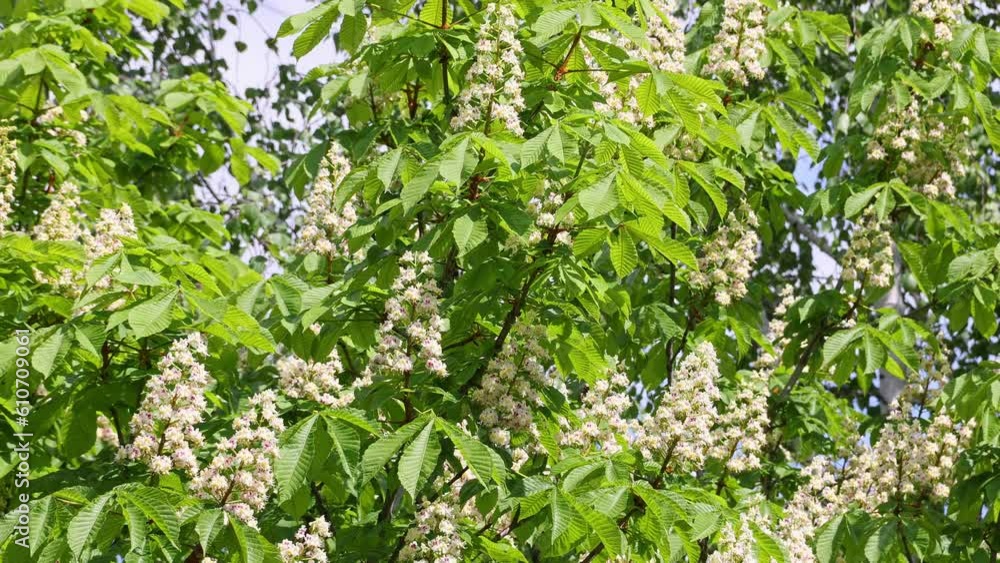 Flowering chestnut tree. Insects pollinate the flowers. Flowering chestnut tree. Insects pollinate the flowers.