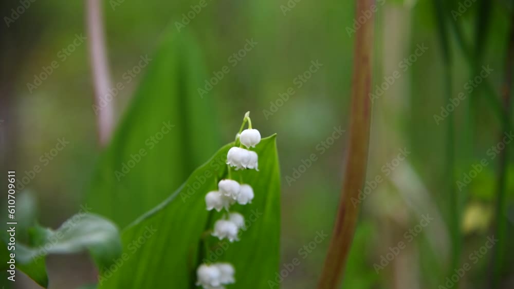 Close-up view of beautiful white Convallaria majalis (Lily of the valley or Mary's tears) flowers against green background. Soft focus. Real time handheld video. Beauty in nature theme. Close-up view of beautiful white Convallaria majalis (Lily of the valley or Mary's tears) flowers against green background. Soft focus. Real time handheld video. Beauty in nature theme.