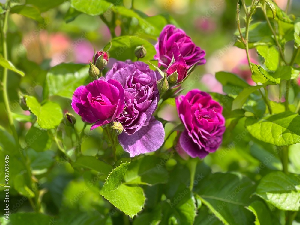 Rose floribunda purple pink flowers beautiful blossom. Rose floribunda purple pink flowers beautiful blossom.