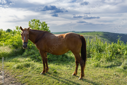 Fototapeta Naklejka Na Ścianę i Meble -  A beautiful horse that grazes the grass during the summer