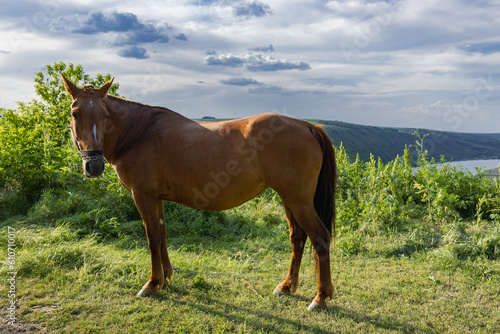 A beautiful horse that grazes the grass during the summer