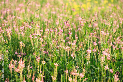 Field of pink flowers Sainfoin  Onobrychis viciifolia. Background of wildflowers. Agriculture. Blooming wild flowers of sainfoin or holy clover