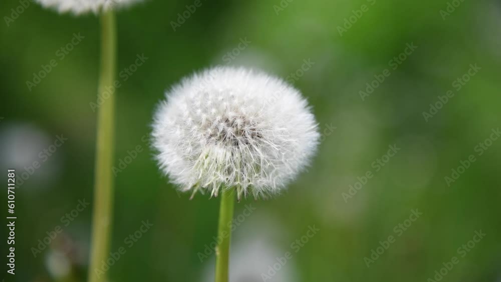 Close-up view of beautiful white Taraxacum officinale (dandelion or common dandelion) clock against natural green background. Soft focus. Real time handheld video. Springtime theme. Close-up view of beautiful white Taraxacum officinale (dandelion or common dandelion) clock against natural green background. Soft focus. Real time handheld video. Springtime theme.