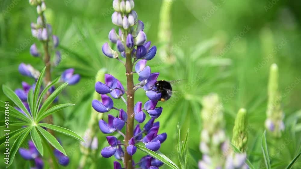 Close-up view of Bombus rupestris (cuckoo bumblebee) feeding on nectar of beautiful purple lupine flowers growing on field against green natural background. Soft focus. Beauty in nature theme. Close-up view of Bombus rupestris (cuckoo bumblebee) feeding on nectar of beautiful purple lupine flowers growing on field against green natural background. Soft focus. Beauty in nature theme.