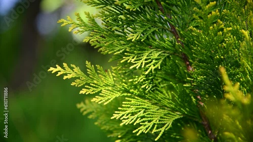 Close-up view of beautiful green leaves of Thuja occidentalis tree (also known as white cedar or eastern arborvitae) on green background. Soft  focus. Ornamental garden plants theme.