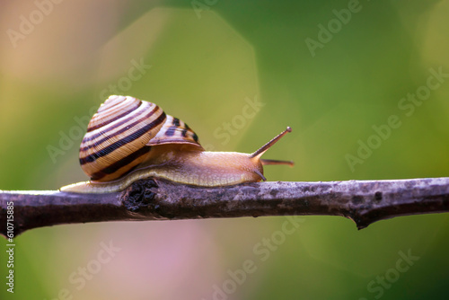 Garden snail (Cornu aspersum) crawling on branch twig in forest  nature close up green background. photo