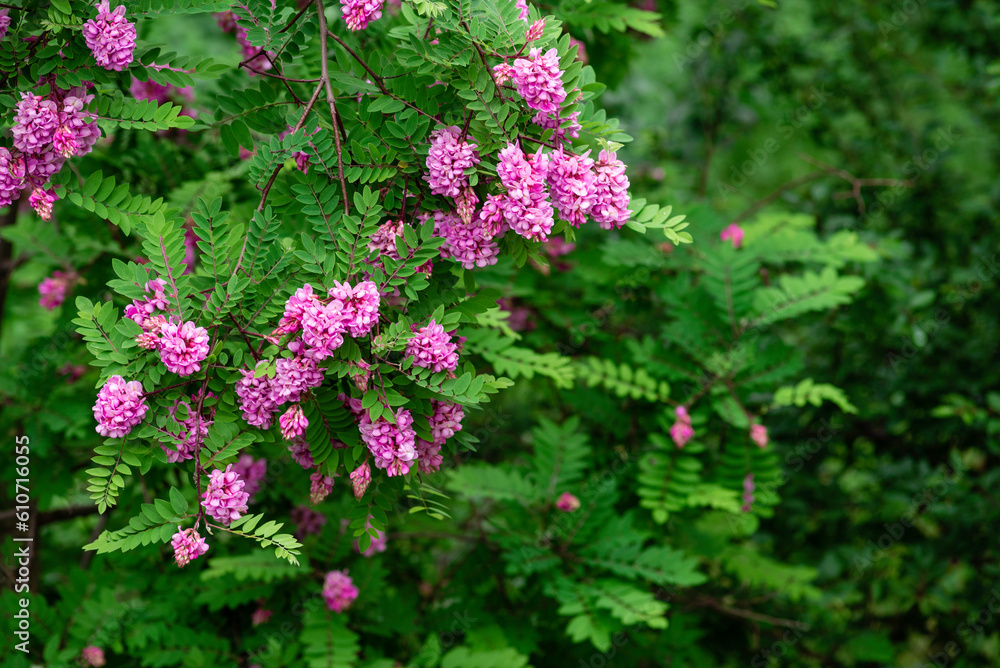spring flowering of pink acacia with green leaves in the month of May. space for text Robinia Viscosa. spring flowering of pink acacia with green leaves in the month of May. space for text Robinia Viscosa.