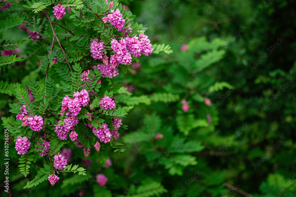 Obraz premium spring flowering of pink acacia with green leaves in the month of May. space for text Robinia Viscosa.