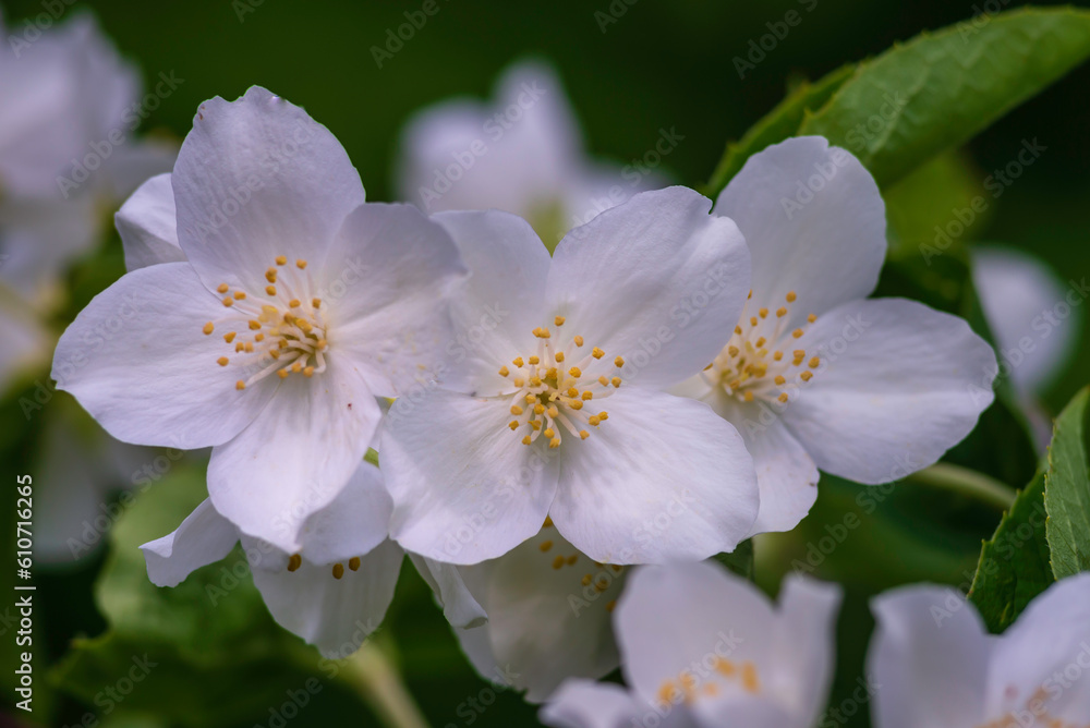 Jasmine blossom, selective focus close up white flowers in a garden PLANT Beautiful Fresh  summer evening bush COPY SPACE.