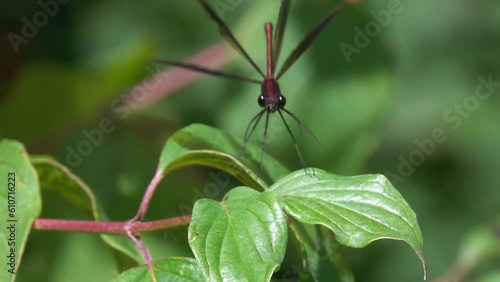 Red dragonfly landing on leafs. Nature. slow motion.
