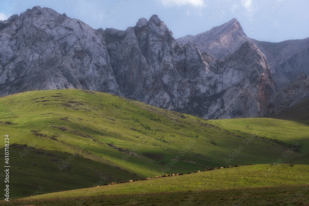 A flock of sheep is grazing in Kelinshektau Dolomites on a summer pasture,