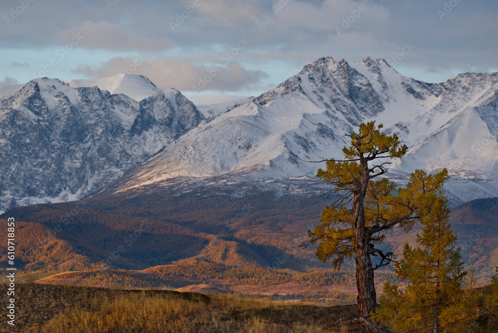 Russia. South Of Western Siberia, Mountain Altai. Lonely autumn larches in the deserted Kurai steppe at the foot of the North Chui mountain range along the Chui tract.