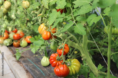 Red ripe  tomatoes grown in a greenhouse