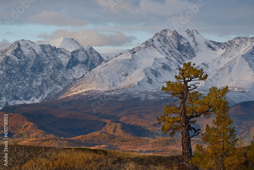 Russia. South Of Western Siberia  Mountain Altai. Lonely autumn larches in the deserted Kurai steppe at the foot of the North Chui mountain range along the Chui tract.