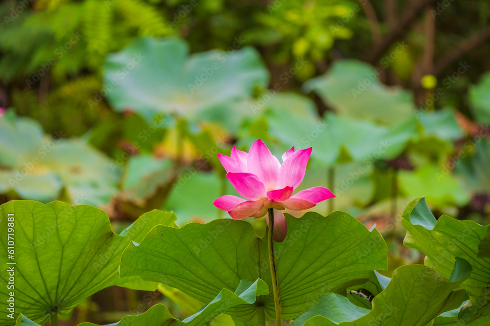 Beautiful pink lotus flower collections on white background. nature of the lotus under water is beautiful. Beautiful pink lotus flower collections on white background. nature of the lotus under water is beautiful.