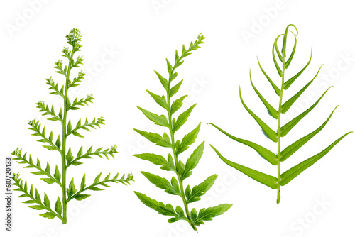 three types of fern leaves isolated transparent background png