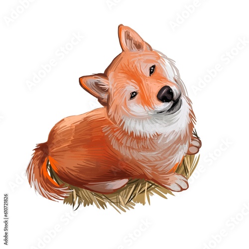 Shiba Inu Brushwood turf Japanese dog purebred digital art. Watercolor portrait of domesticad animal, mammal with smooth coat from Japan