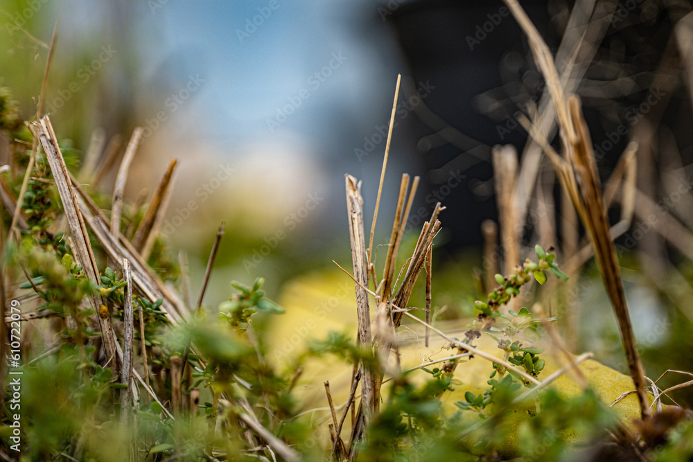 the dry grass on the pot was cracking under the scorching sun the dry grass on the pot was cracking under the scorching sun