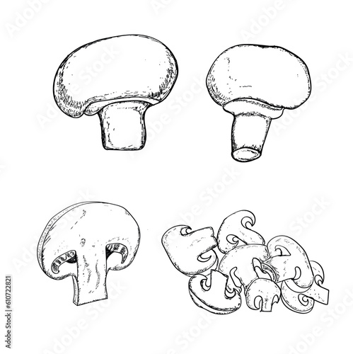 Button Mushroom Vector design