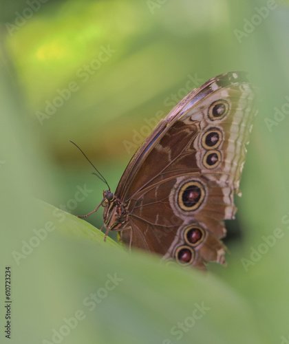 Blue morpho butterfly closeup into nature between leaves at summer