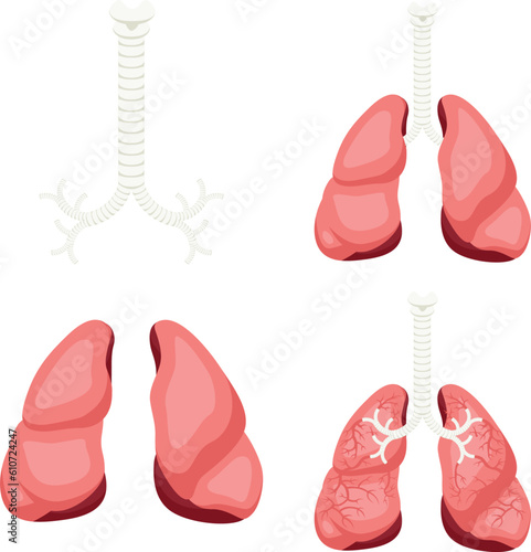 Human lungs detailed illustration depicting bronchus and trachea for medical study and education isolated on white background