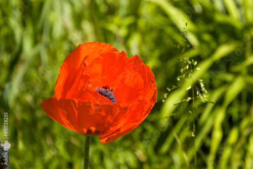 Bright red, with a dark center decorative poppy flower on a blurred background of summer greenery.