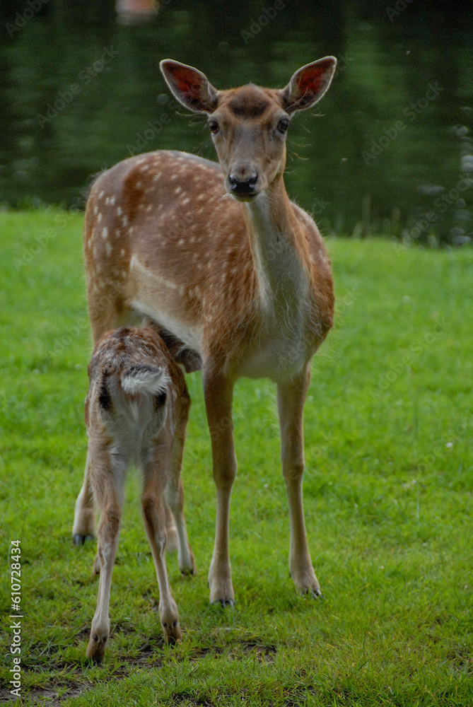 Rotwild im Münsterland