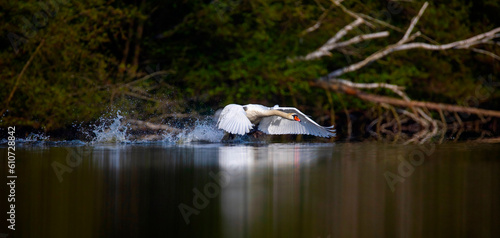 Amazing Swan trying to take off from the surface of the lake. photo